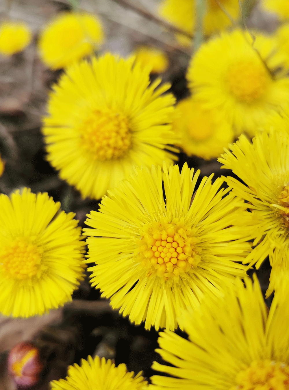 Anti-dandruff shampoo with coltsfoot
