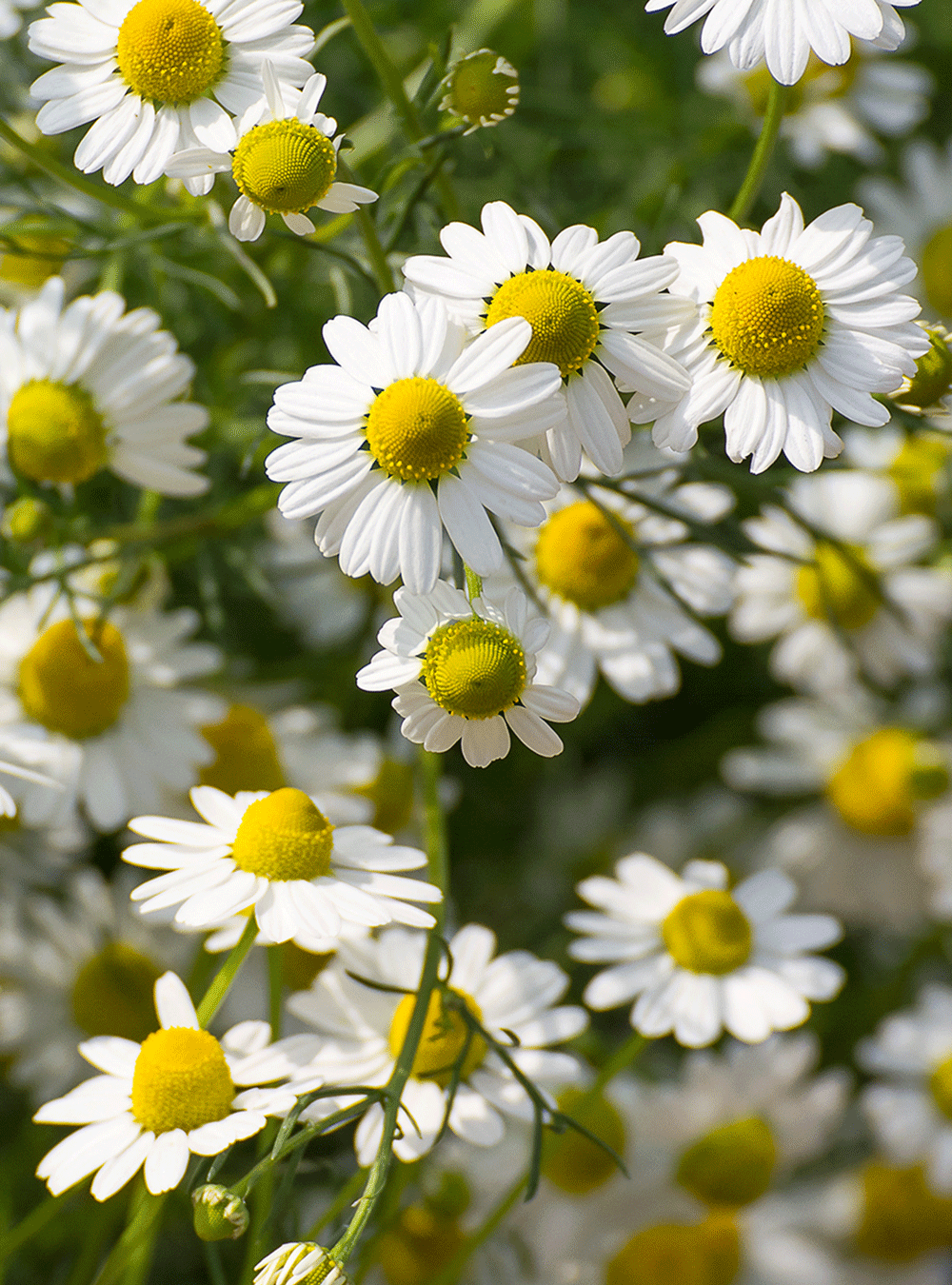 Care conditioner with Swiss herbs