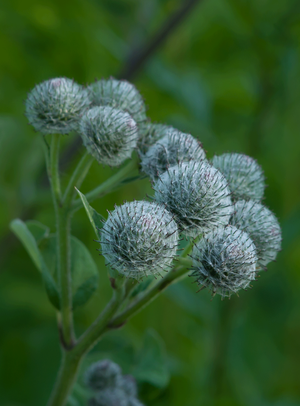 Original hair tincture