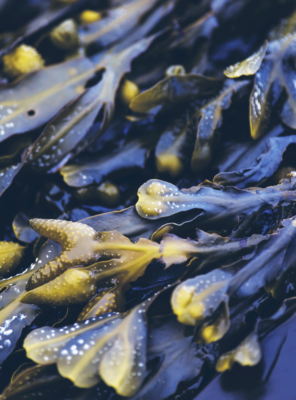Seaweed Degreasing Collection