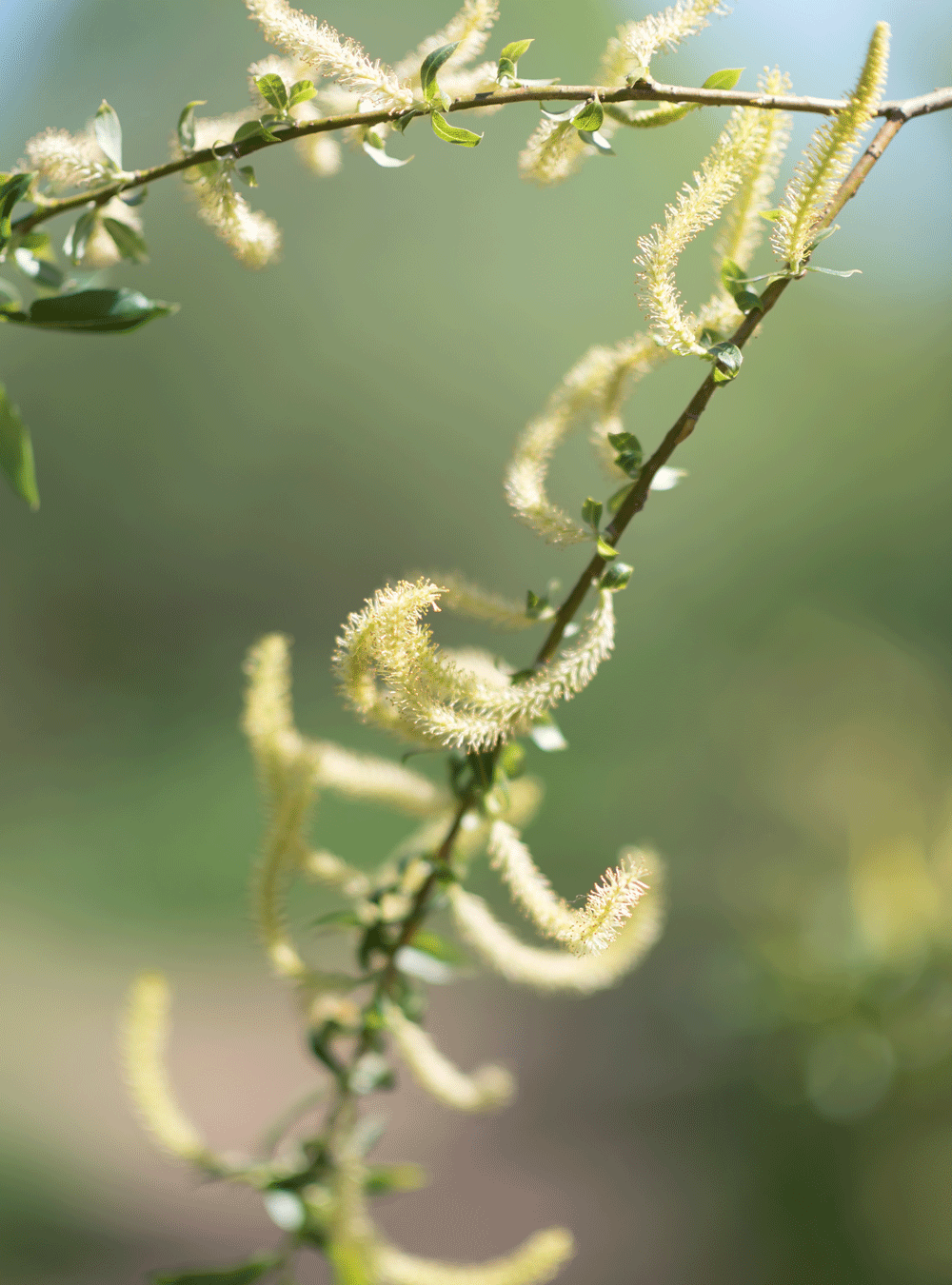 Treatment conditioner with willow bark